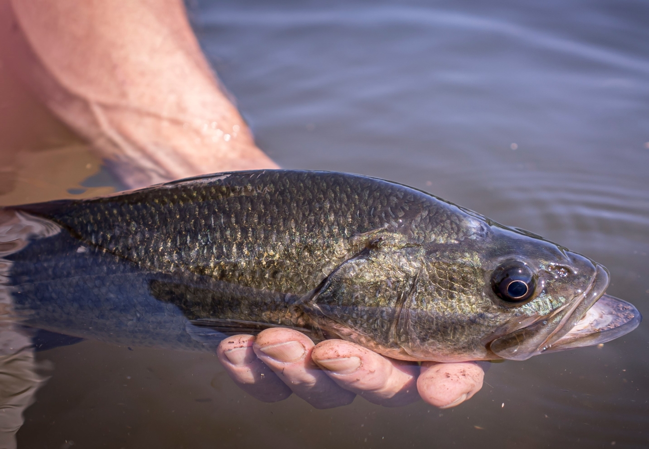 Adult largemouth bass in profile at a fish hatchery
