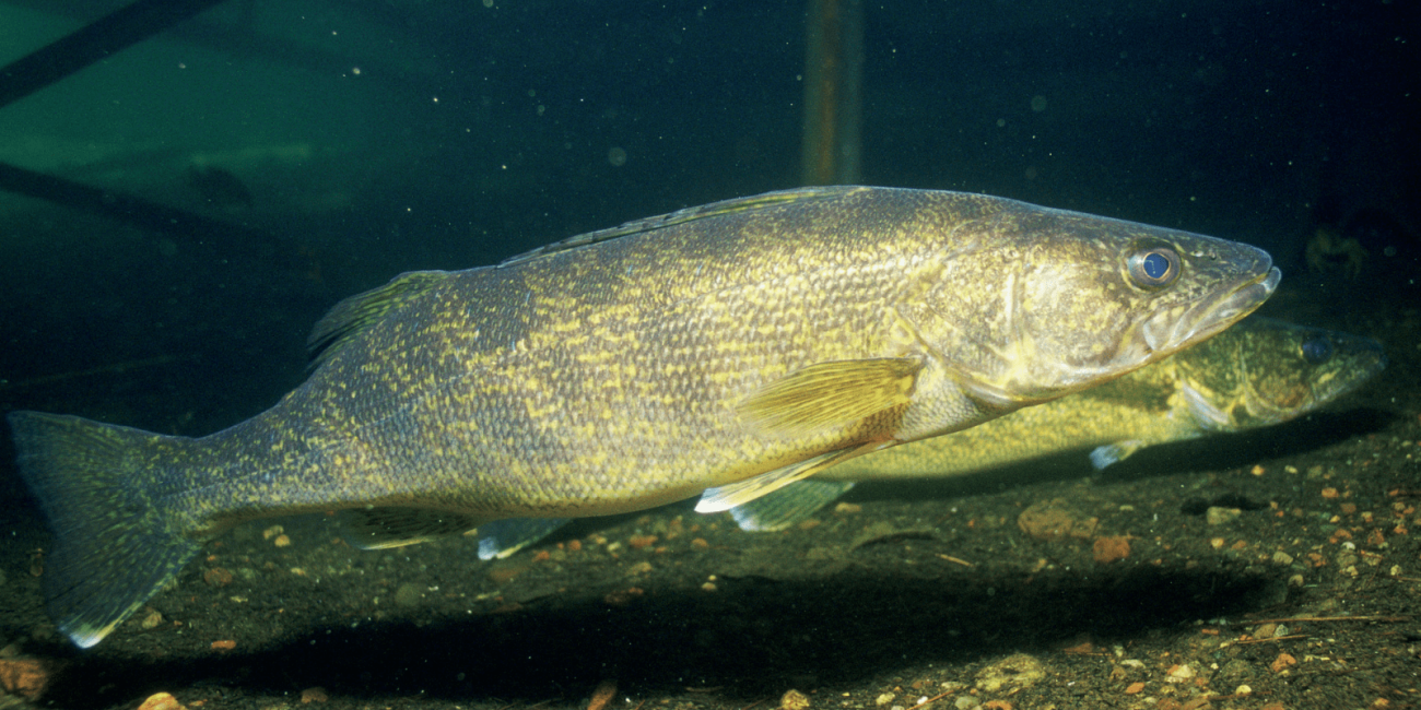 Walleye in profile over a neutral background