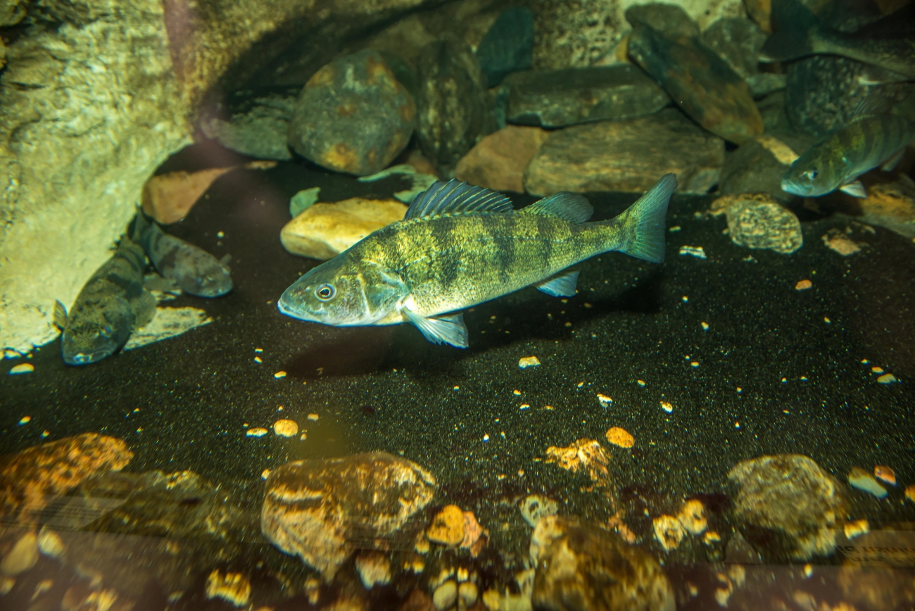 Yellow perch with dark vertical bars in an aquarium